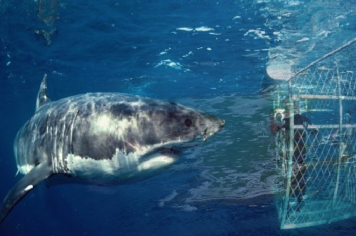 Mergulho com tubarões brancos na África do Sul